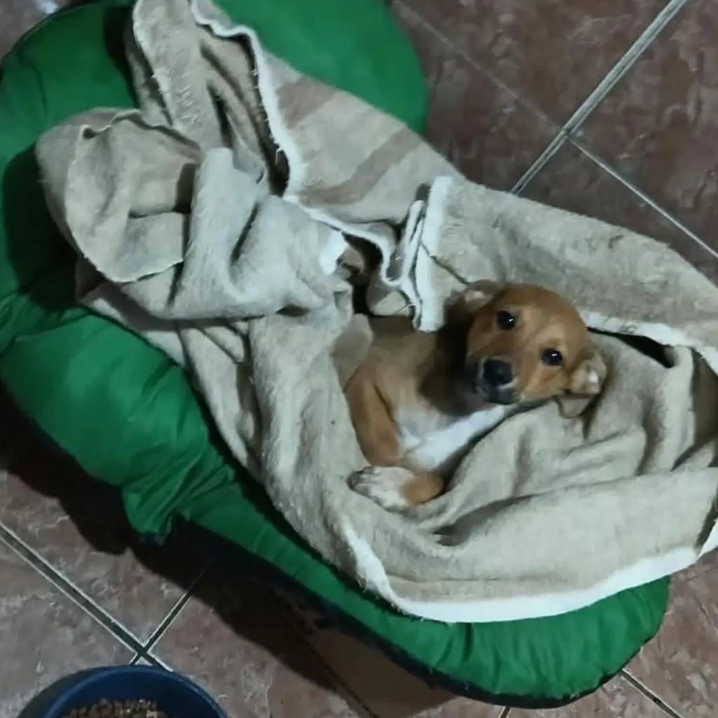 Betovem, cachorro de porte pequeno para adoção em Pardinho - SP