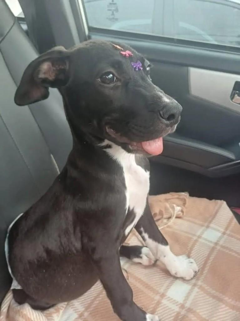 Maria Joaquina, cadela de porte pequeno para adoção em Botucatu - SP