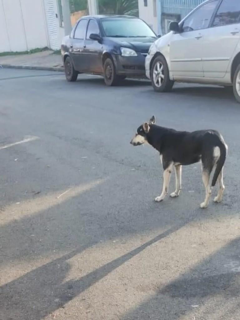 Nobre, cachorro de porte médio para adoção em Pardinho - SP