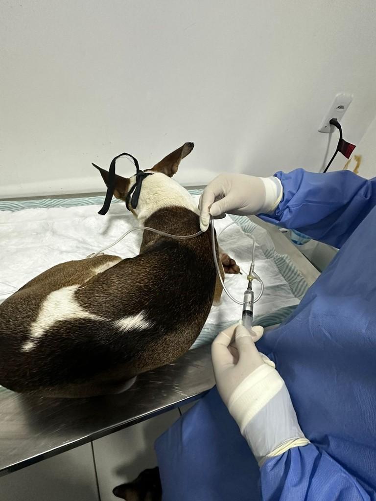 Raquel, cachorro de porte médio para adoção em Fortaleza - CE