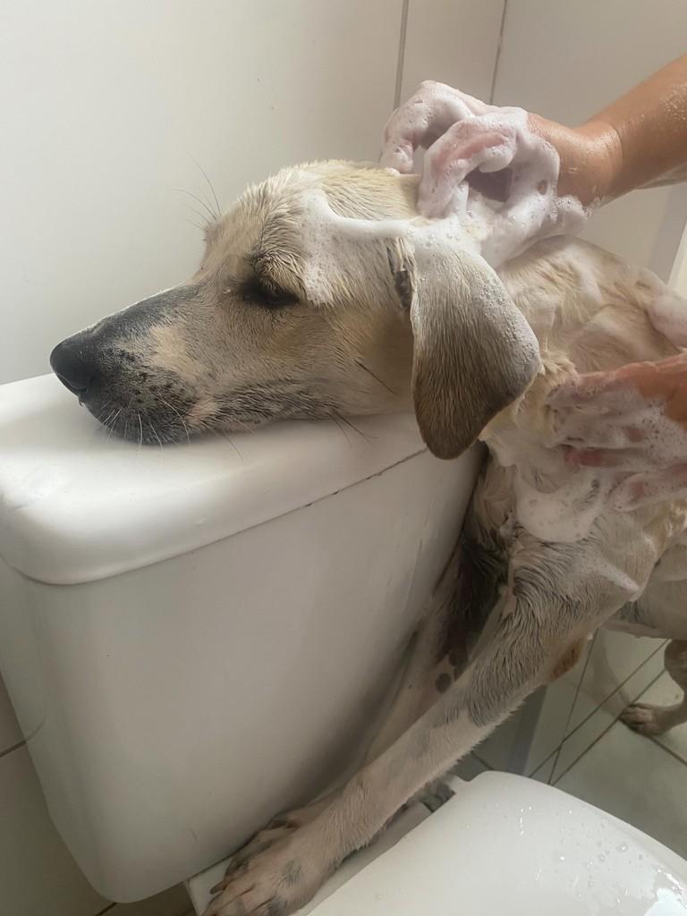 Cupuaçu, cachorro de porte pequeno para adoção em Fortaleza - CE
