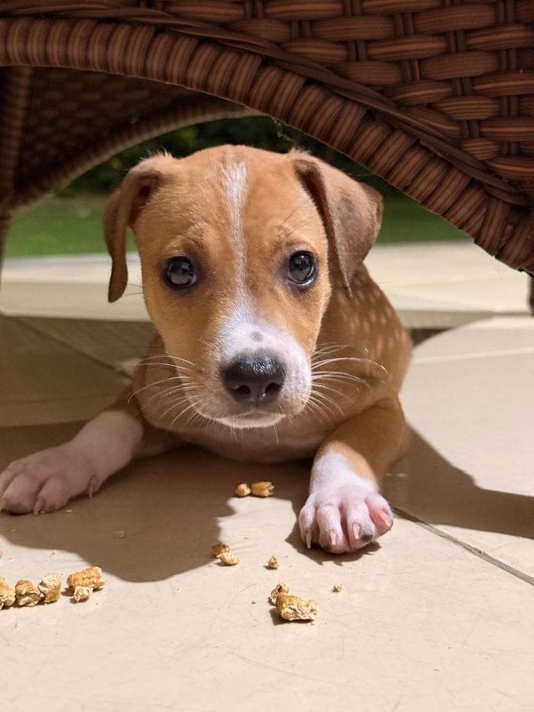 Gabriel, cachorro de porte pequeno para adoção em Fortaleza - CE