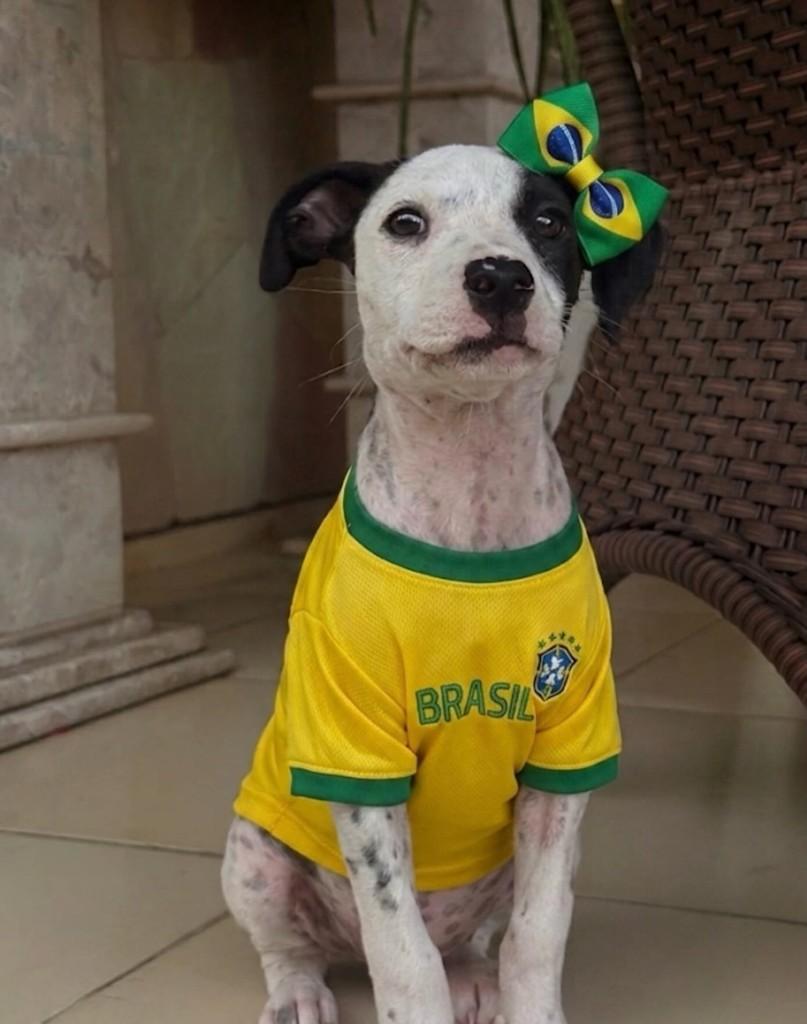 Juma, cachorro de porte pequeno para adoção em Fortaleza - CE