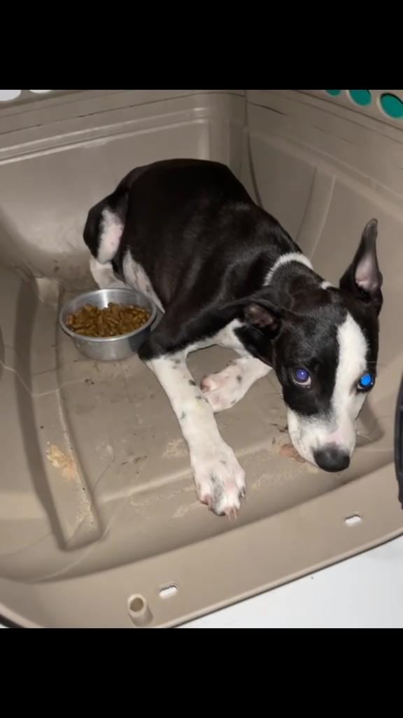 Chanel, cachorro de porte pequeno para adoção em Fortaleza - CE