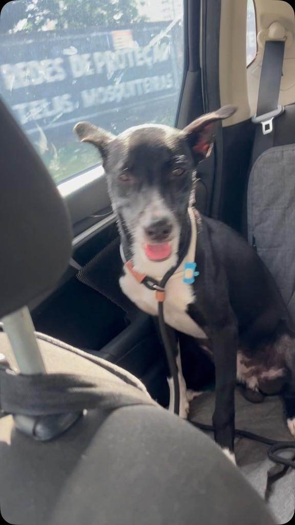 Richard, cachorro de porte pequeno para adoção em Fortaleza - CE