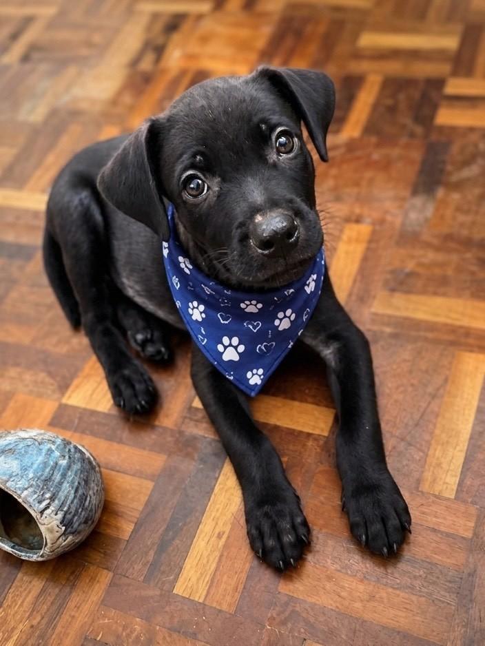Jimmy, cachorro de porte pequeno para adoção em Fortaleza - CE