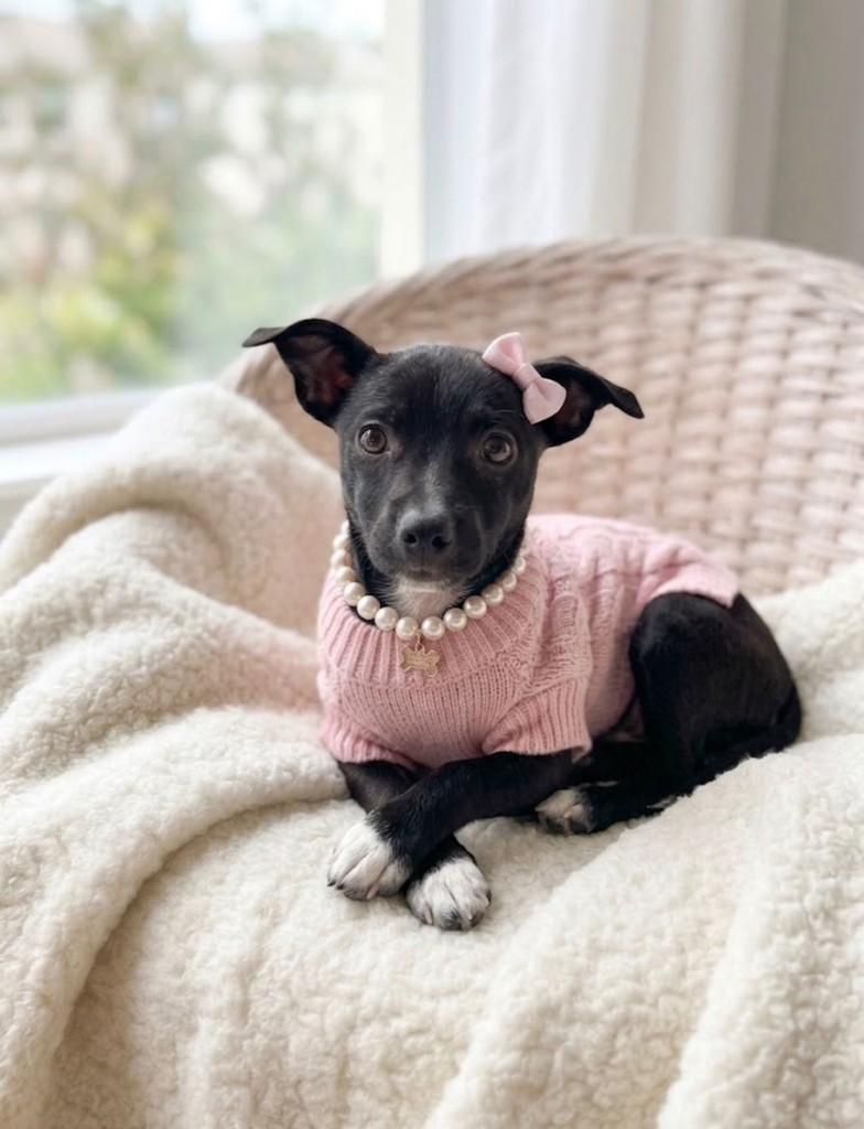 Frida, cachorro de porte pequeno para adoção em Fortaleza - CE