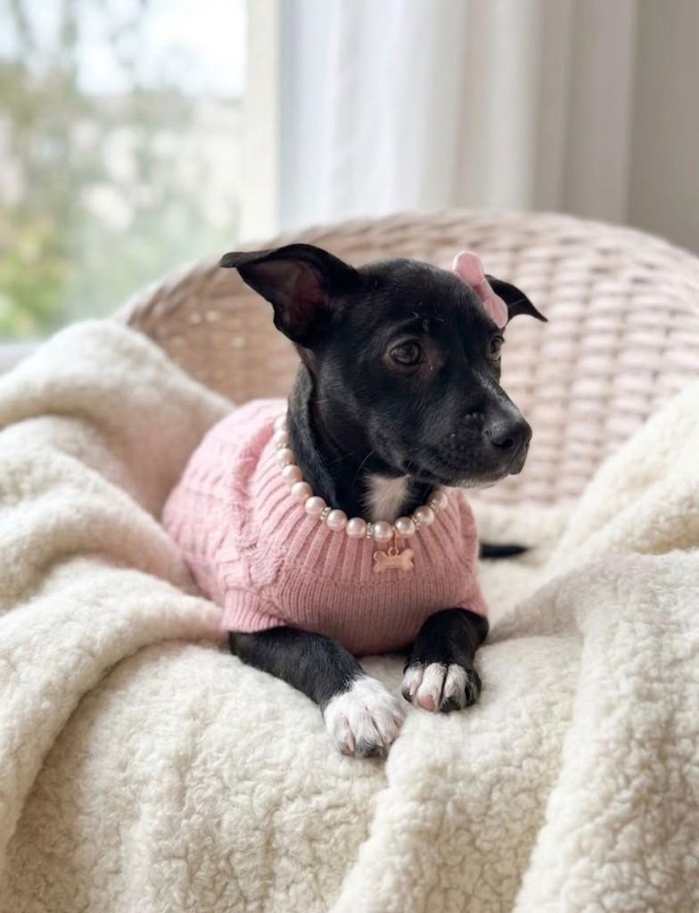 Frida, cachorro de porte pequeno para adoção em Fortaleza - CE — foto 2 de 6