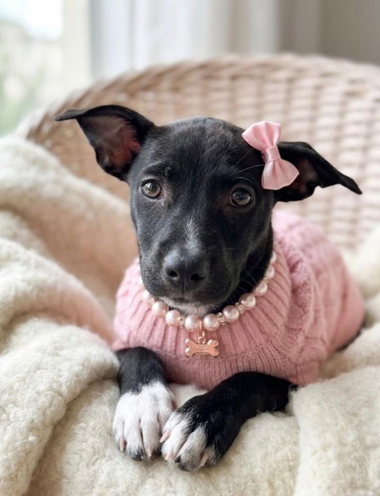 Frida, cachorro de porte pequeno para adoção em Fortaleza - CE — foto 4 de 6