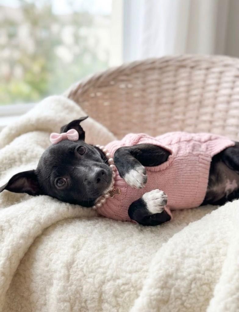 Frida, cachorro de porte pequeno para adoção em Fortaleza - CE — foto 5 de 6