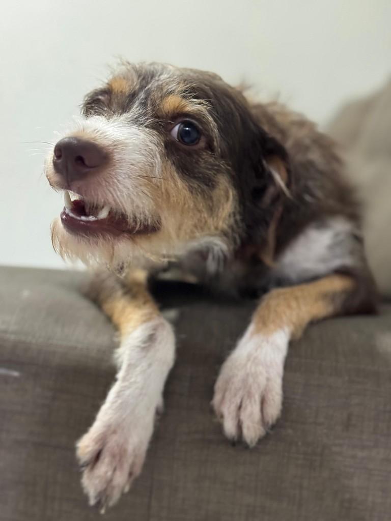 Mel, cadela de porte médio para adoção em Fortaleza - CE — foto 2 de 5
