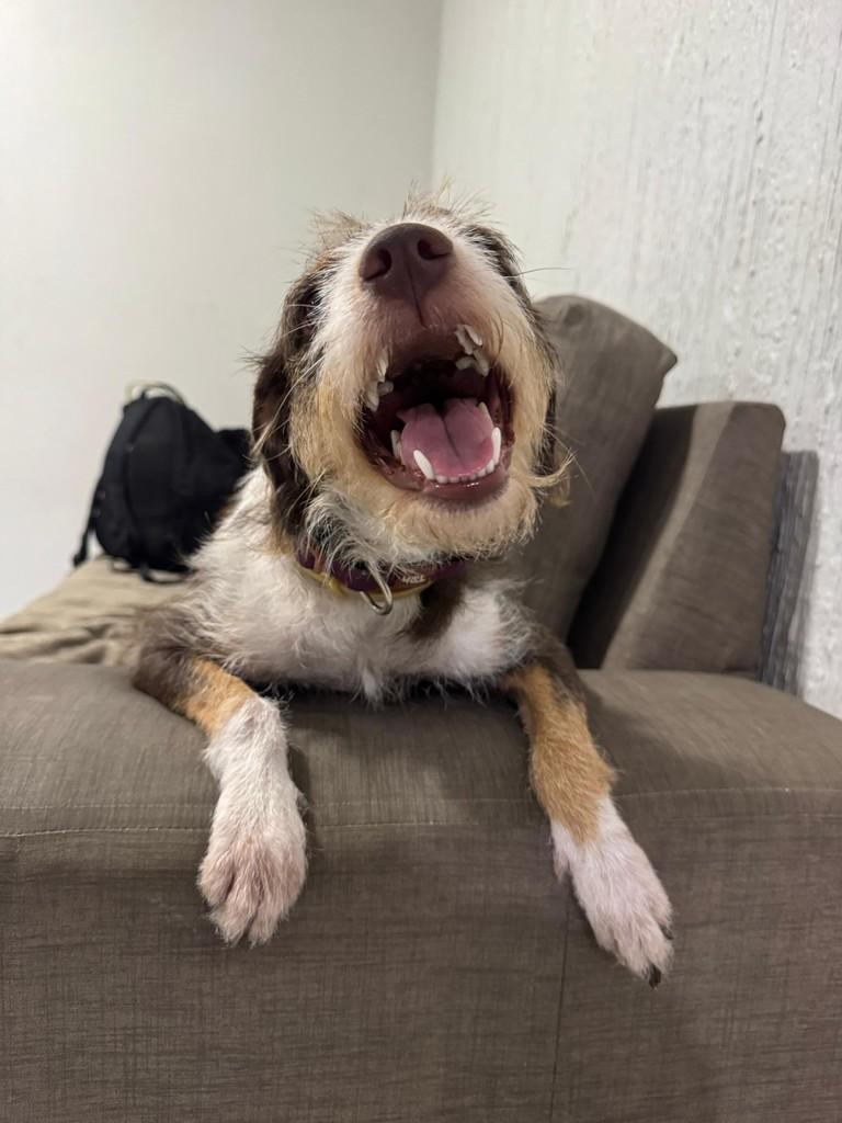 Mel, cadela de porte médio para adoção em Fortaleza - CE — foto 3 de 5