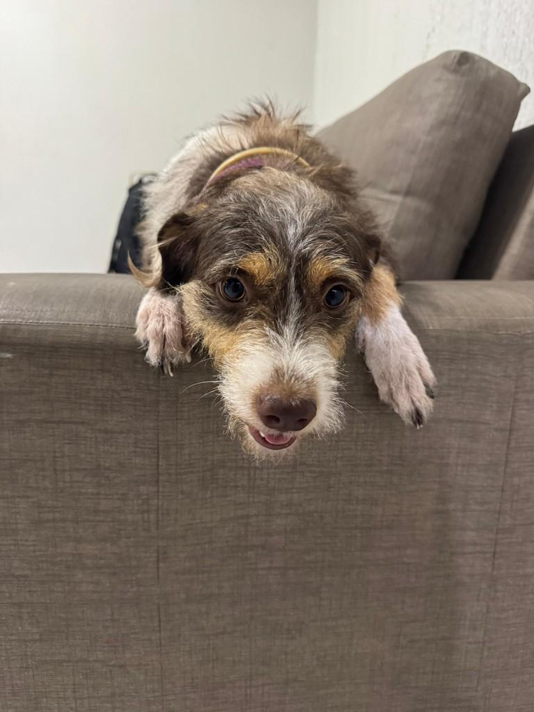Mel, cadela de porte médio para adoção em Fortaleza - CE — foto 4 de 5