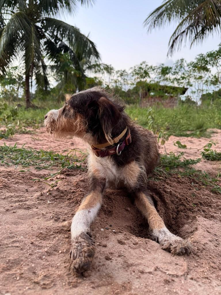 Mel, cadela de porte médio para adoção em Fortaleza - CE — foto 5 de 5