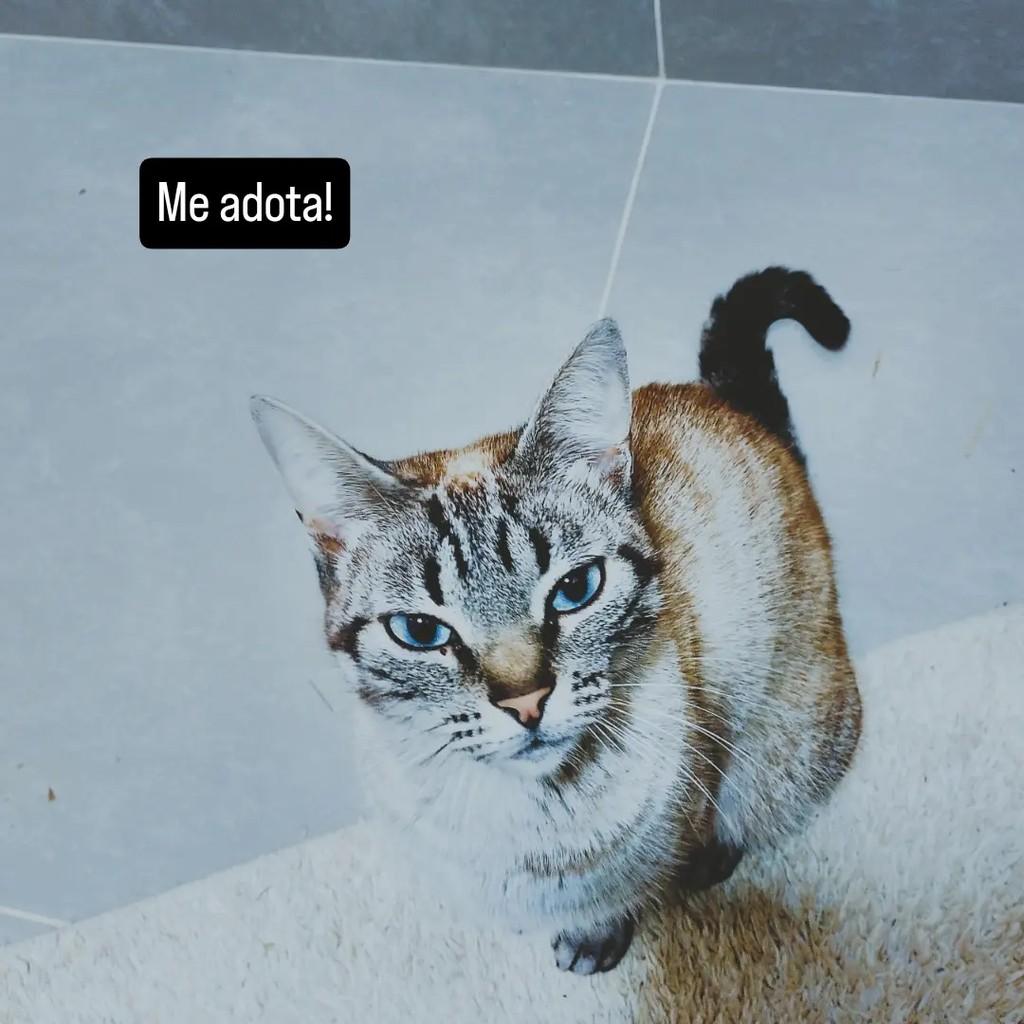 Mãezinha, gata para adoção em Mairiporã - SP