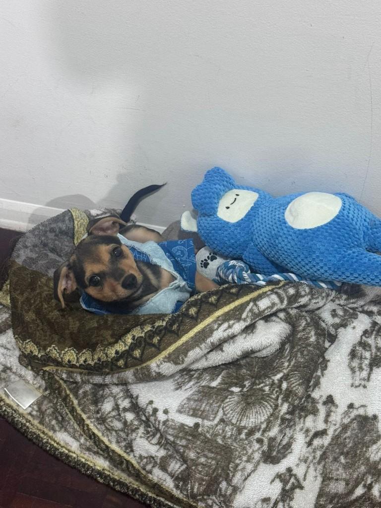 Nilo, cachorro de porte pequeno para adoção em Joinville - SC
