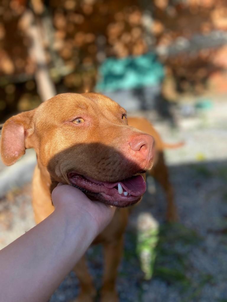 Pitbullzinha, cadela de porte médio para adoção em Joinville - SC