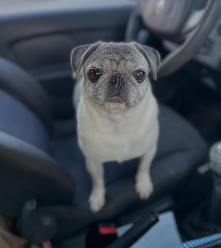 Lulu, cadela de porte pequeno para adoção em Joinville - SC