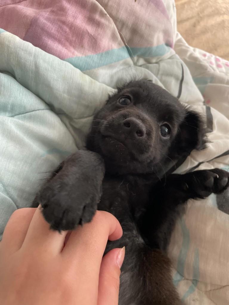 Black, cachorro de porte pequeno para adoção em Joinville - SC