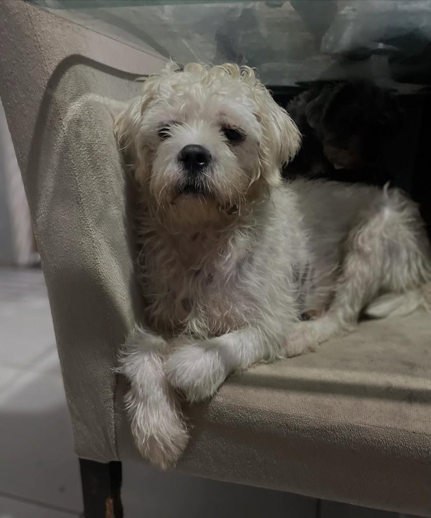 Branquelo, cachorro de porte pequeno para adoção em Joinville - SC