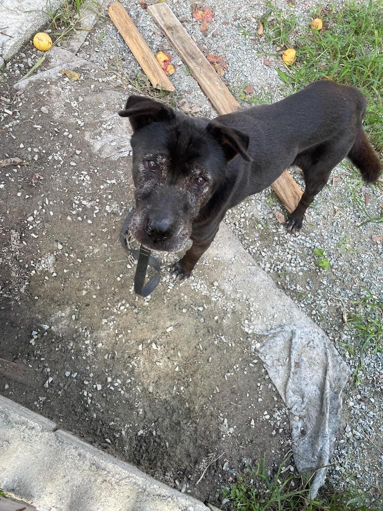 Schirley, cachorro de porte pequeno para adoção em Joinville - SC