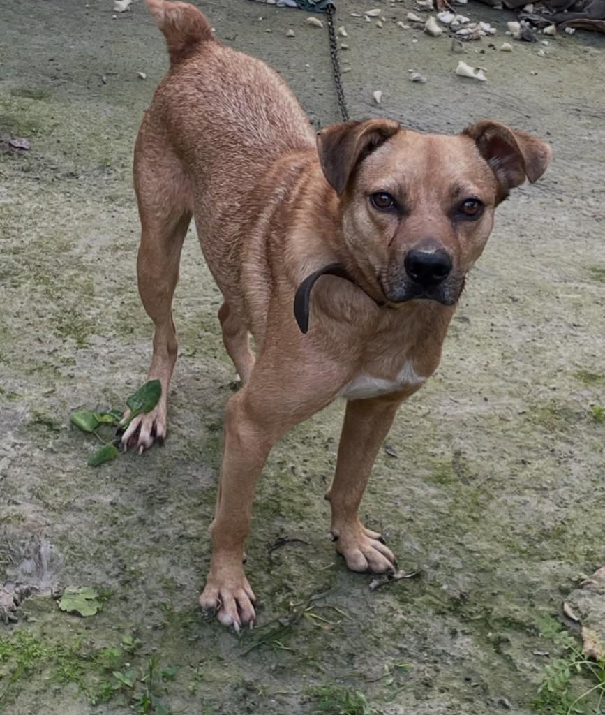 Pitoco, cachorro de porte médio para adoção em Joinville - SC