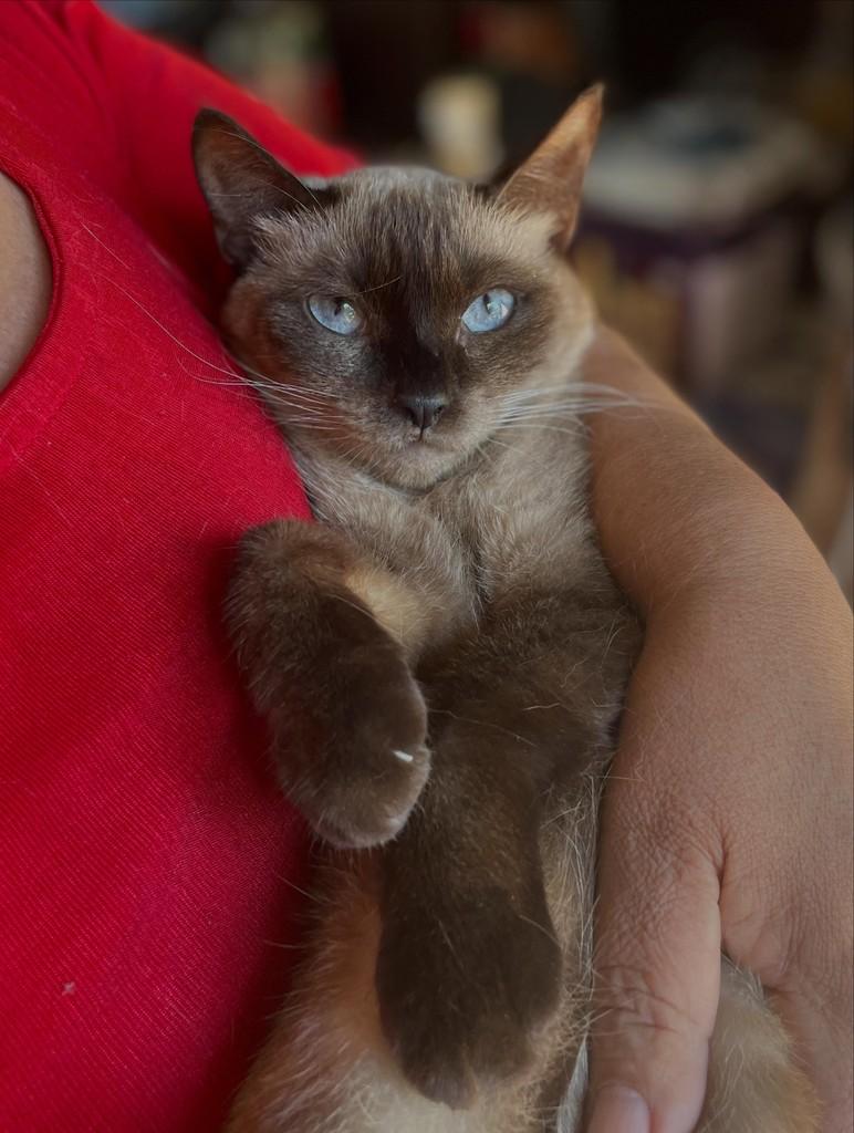 Mia, gato de porte pequeno para adoção em Joinville - SC