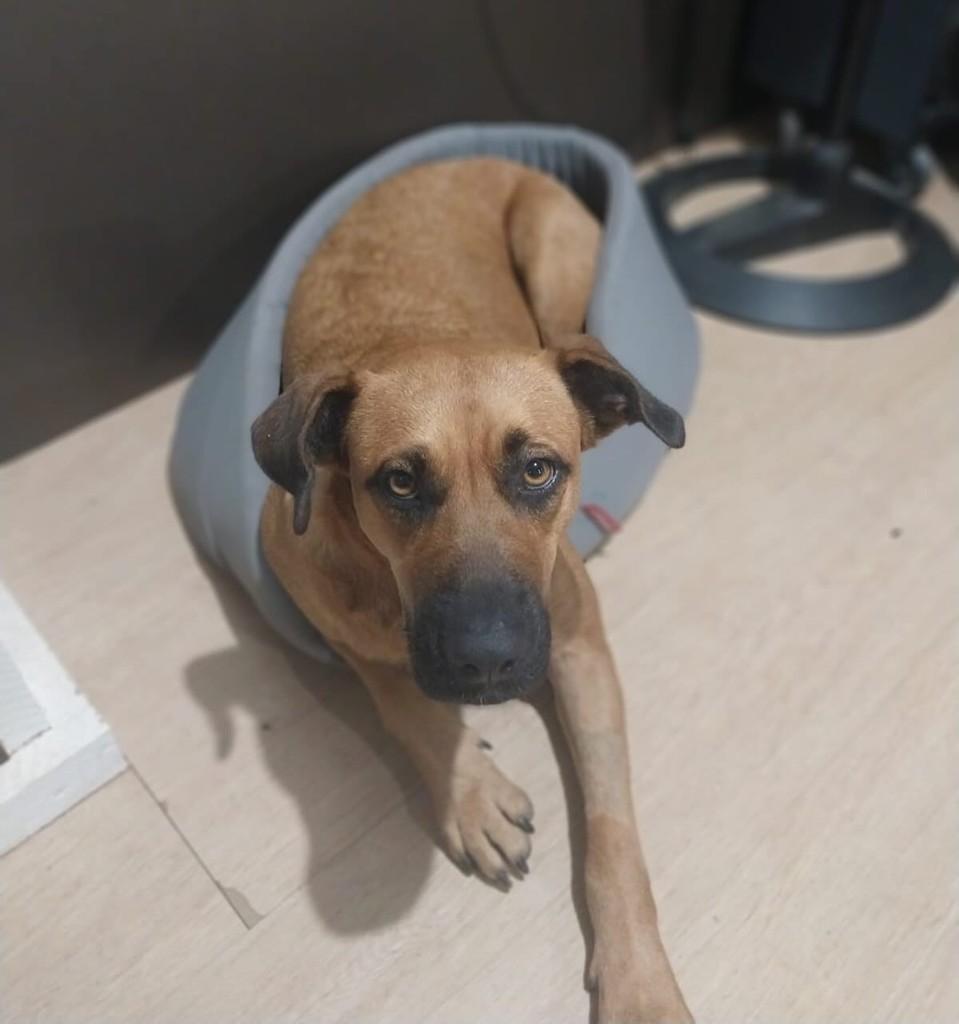 Pandora, cadela de porte médio para adoção em Joinville - SC