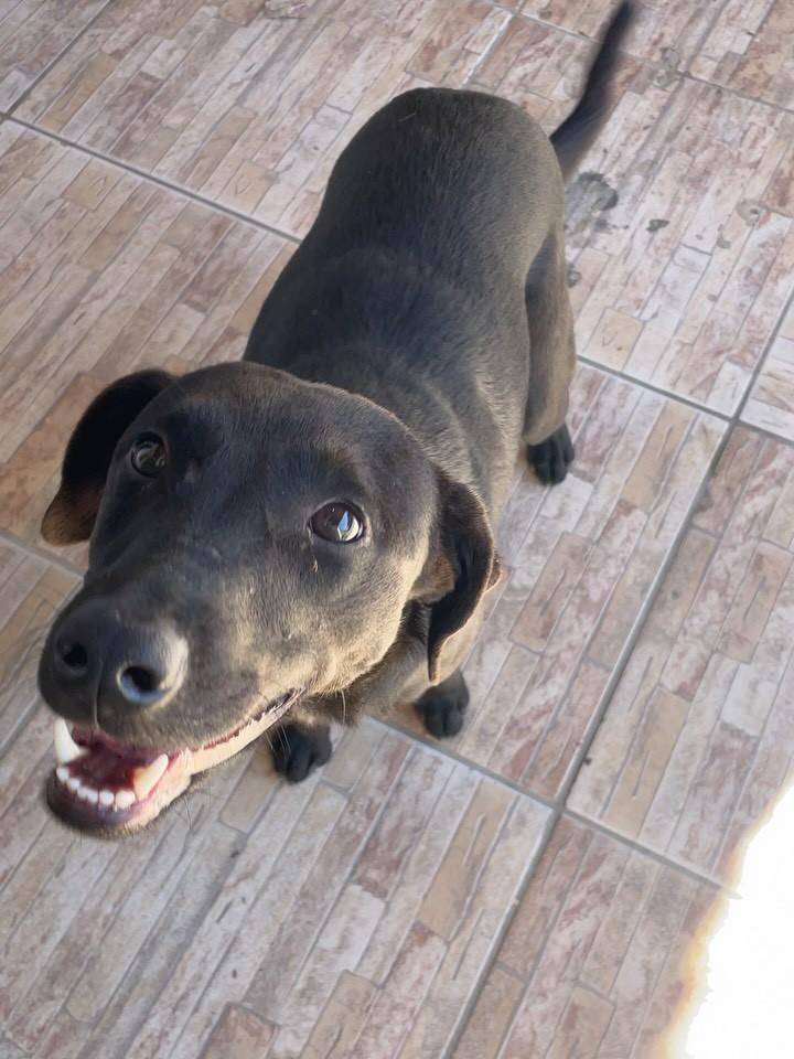 Mocinho, cachorro de porte médio para adoção em Joinville - SC