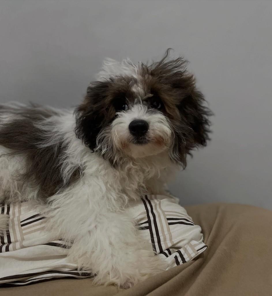 Tobias, cachorro de porte pequeno para adoção em Joinville - SC