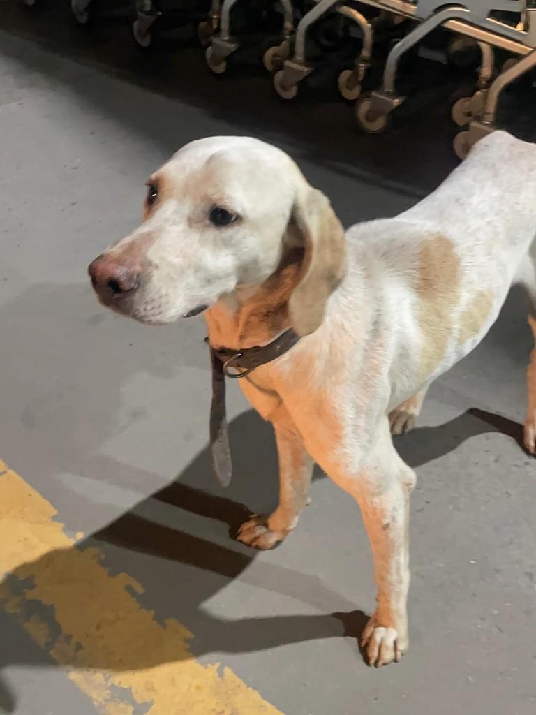 Lindão, cachorro de porte grande para adoção em Joinville - SC
