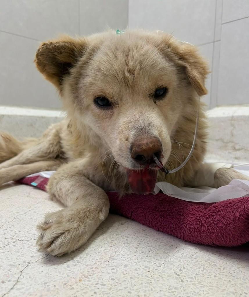 Tito, cachorro de porte grande para adoção em Joinville - SC