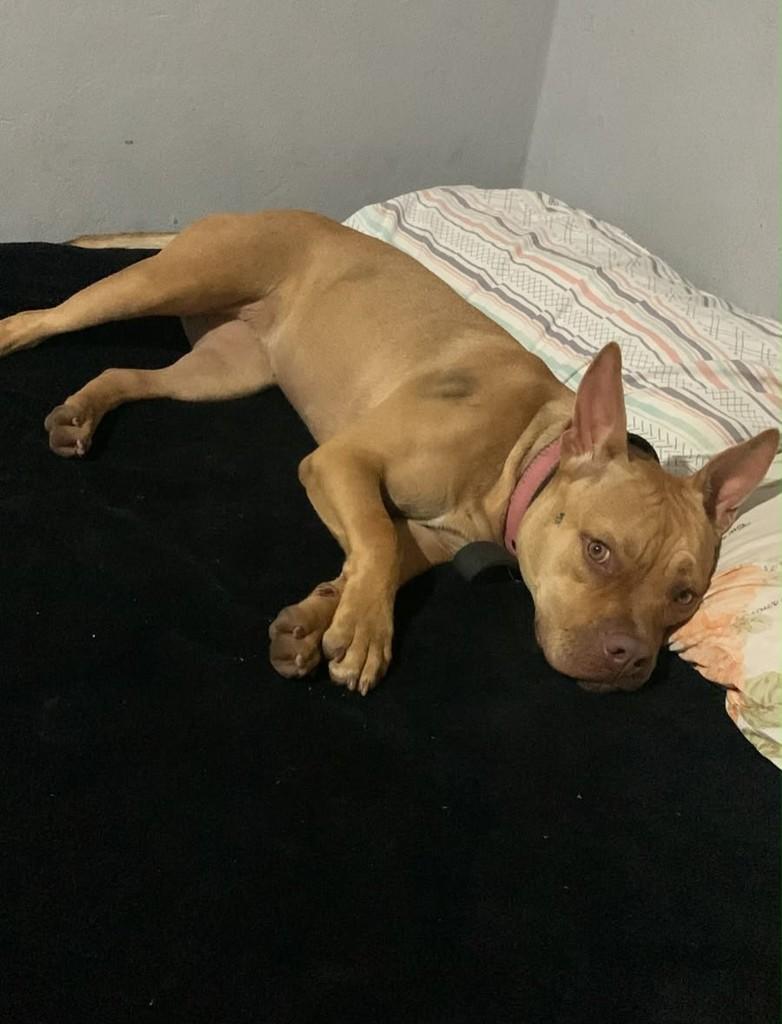 Kyara, cachorro de porte médio para adoção em Joinville - SC