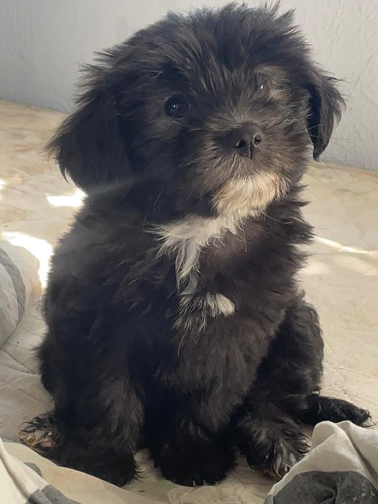 Margarida, cachorro de porte pequeno para adoção em Joinville - SC