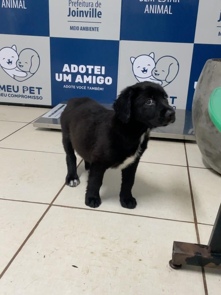 Pançudo, cachorro de porte médio para adoção em Joinville - SC