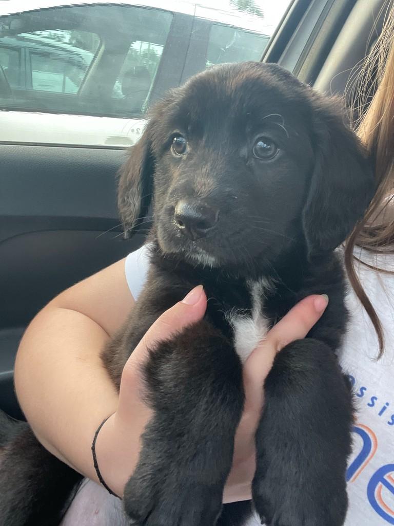 Koda, cachorro de porte médio para adoção em Joinville - SC