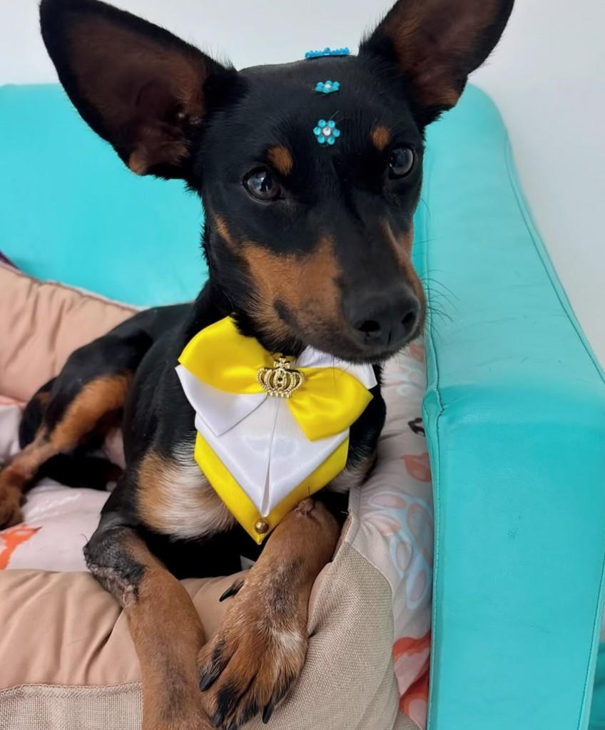 Fox, cachorro de porte pequeno para adoção em Joinville - SC