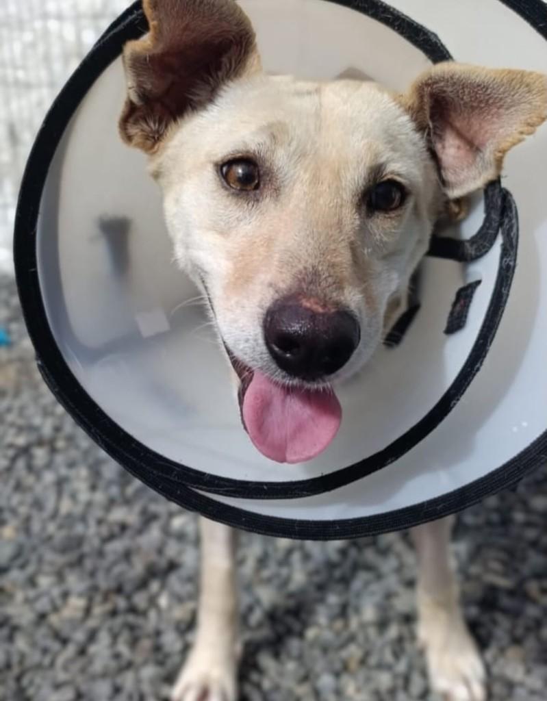 Mocinha, cachorro de porte pequeno para adoção em Joinville - SC