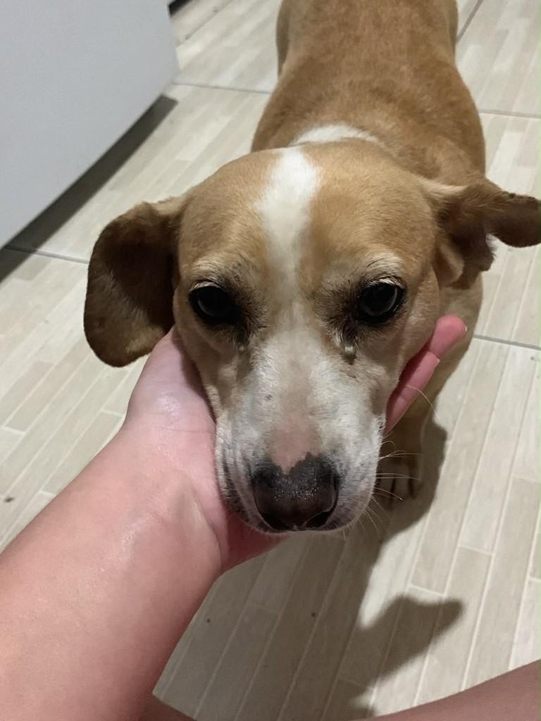 Cachorrinha, cadela de porte pequeno para adoção em Joinville - SC