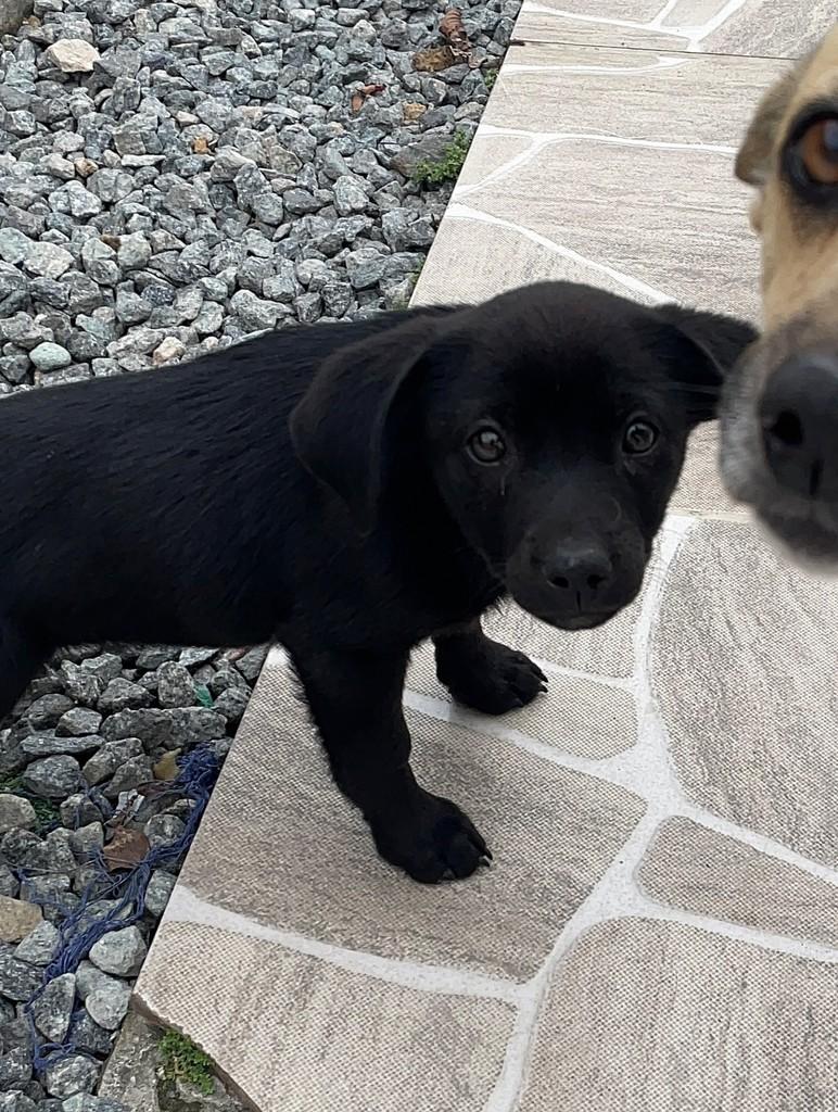 Irmãozinho da Cacau, cachorro de porte pequeno para adoção em Joinville - SC