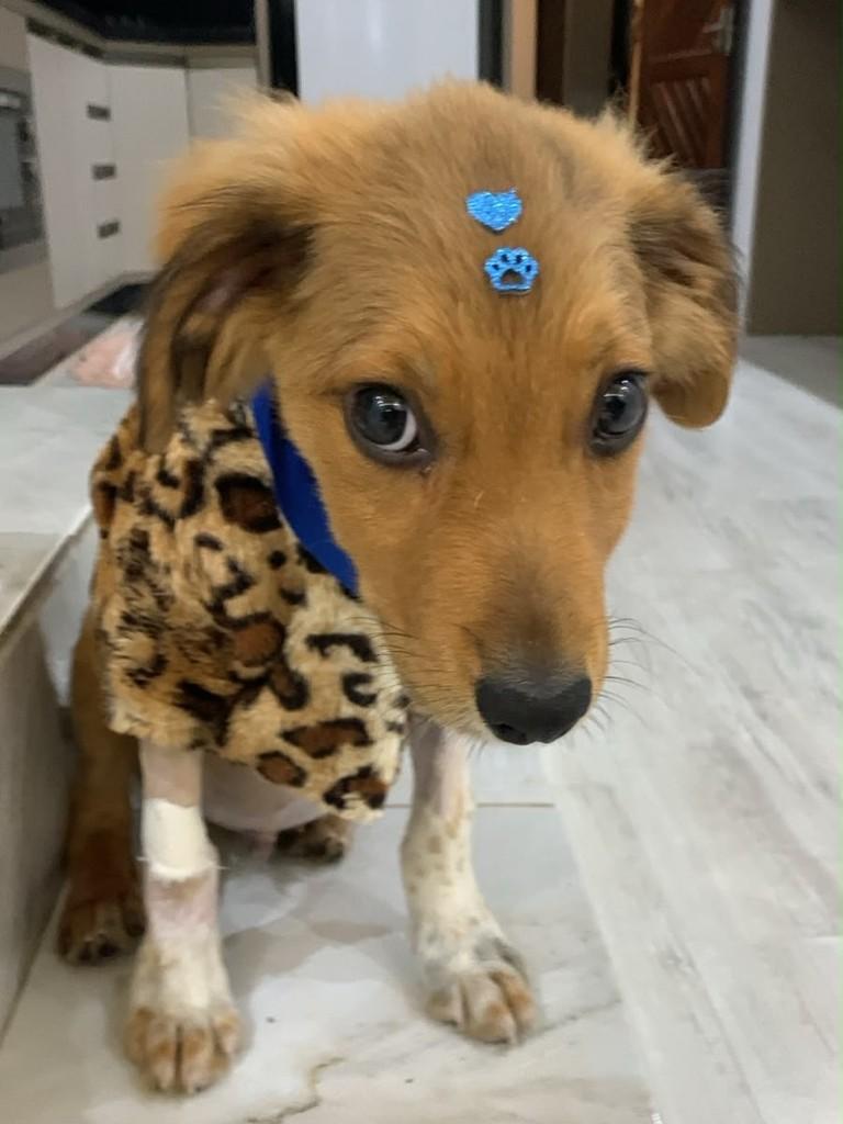 Mickey, cachorro de porte pequeno para adoção em Joinville - SC