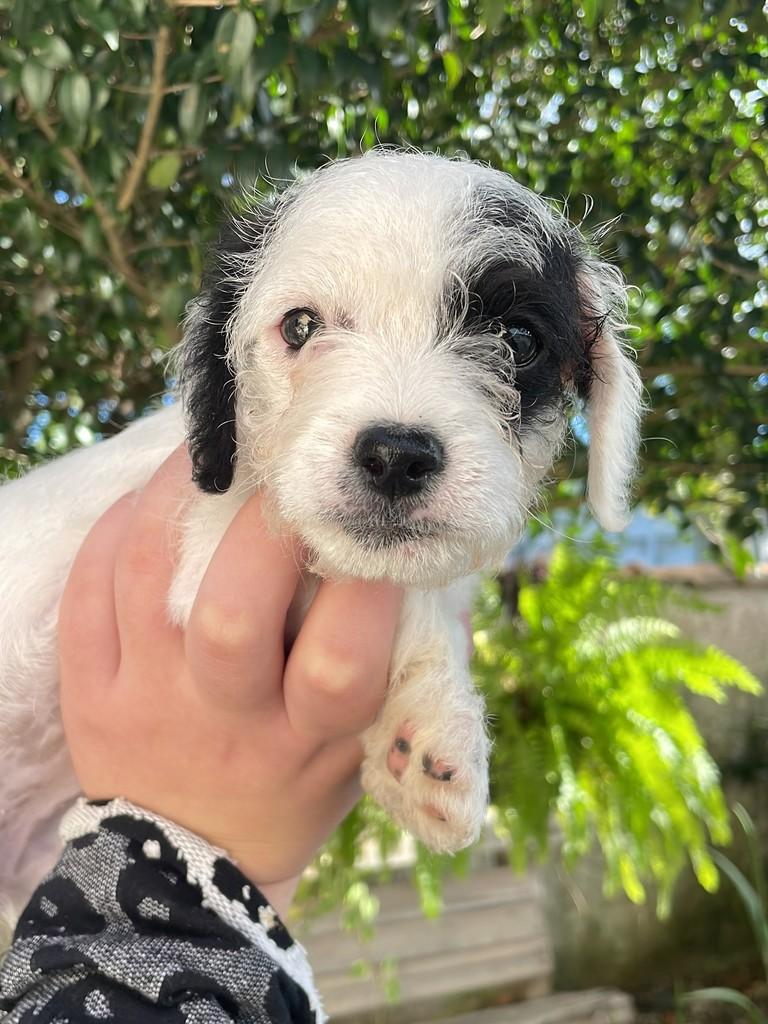 Pérola, cadela de porte pequeno para adoção em Joinville - SC