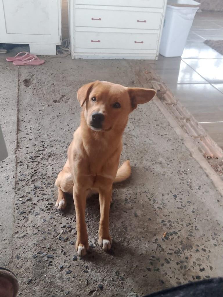 Fofuxo, cachorro de porte médio para adoção em Joinville - SC