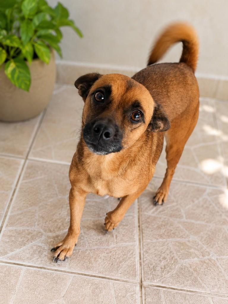 Ritinha, cadela de porte pequeno para adoção em Joinville - SC