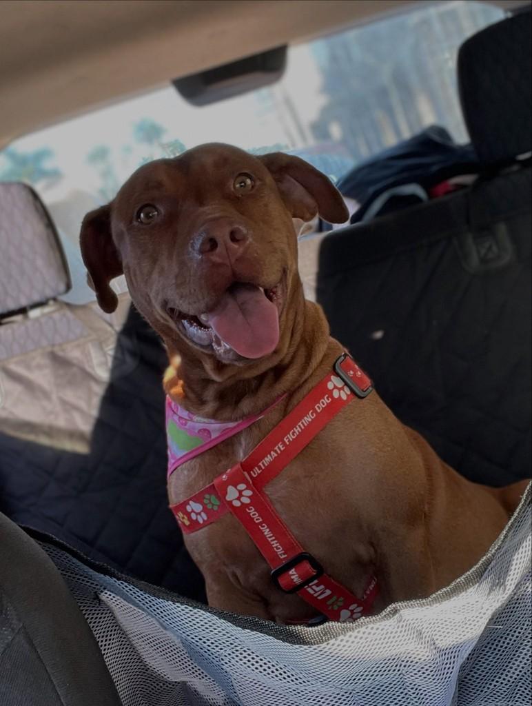 Pitty, cadela de porte médio para adoção em Joinville - SC