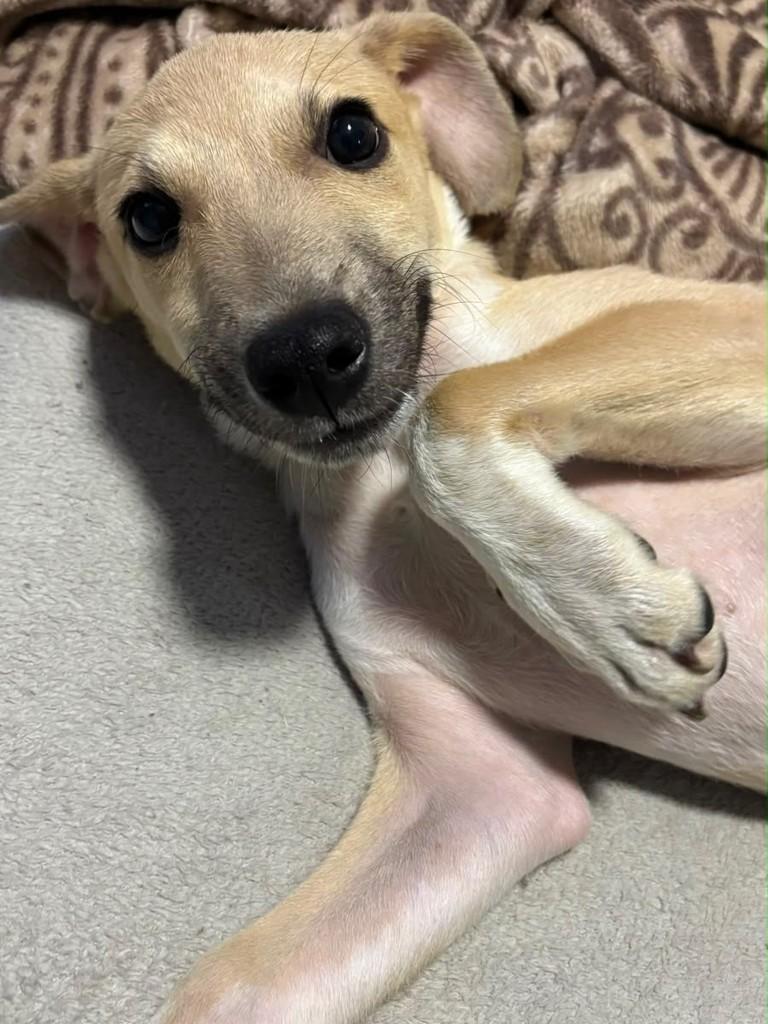 Mike, cachorro de porte pequeno para adoção em Joinville - SC