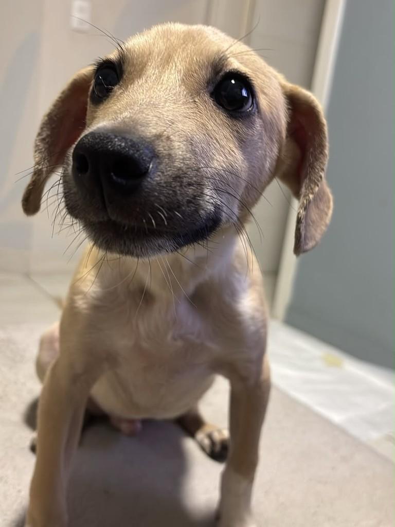 Mike, cachorro de porte pequeno para adoção em Joinville - SC — foto 2 de 4