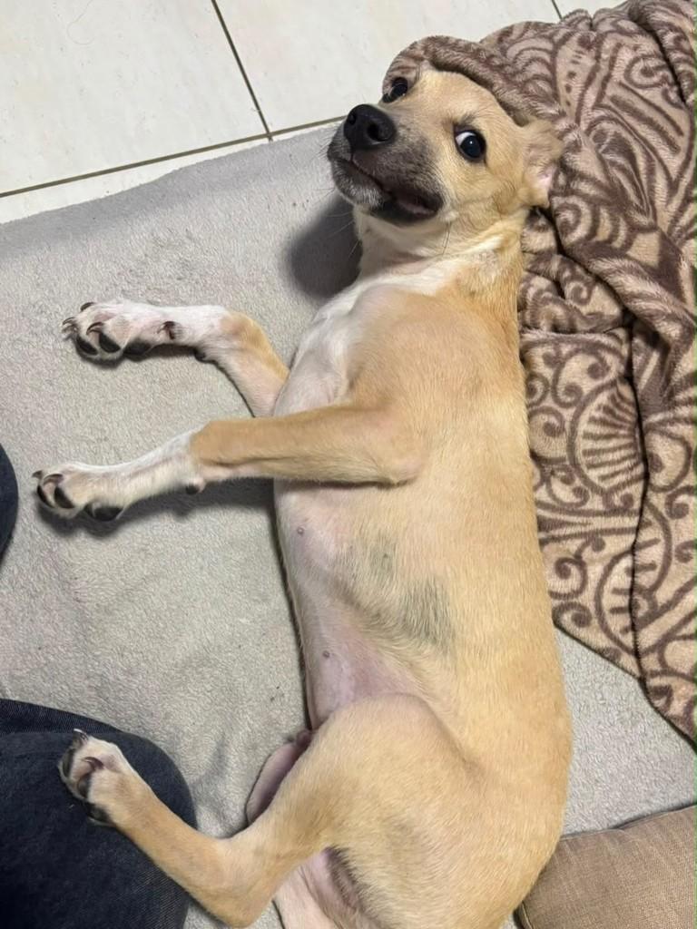 Mike, cachorro de porte pequeno para adoção em Joinville - SC — foto 3 de 4