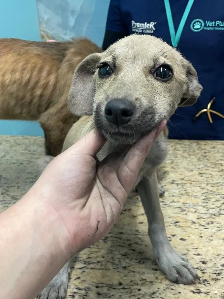 Mike, cachorro de porte pequeno para adoção em Joinville - SC — foto 4 de 4