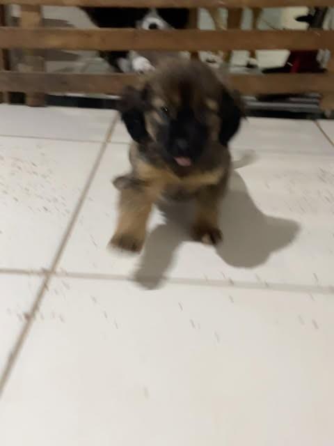 Bbzinha, cadela de porte médio para adoção em Joinville - SC